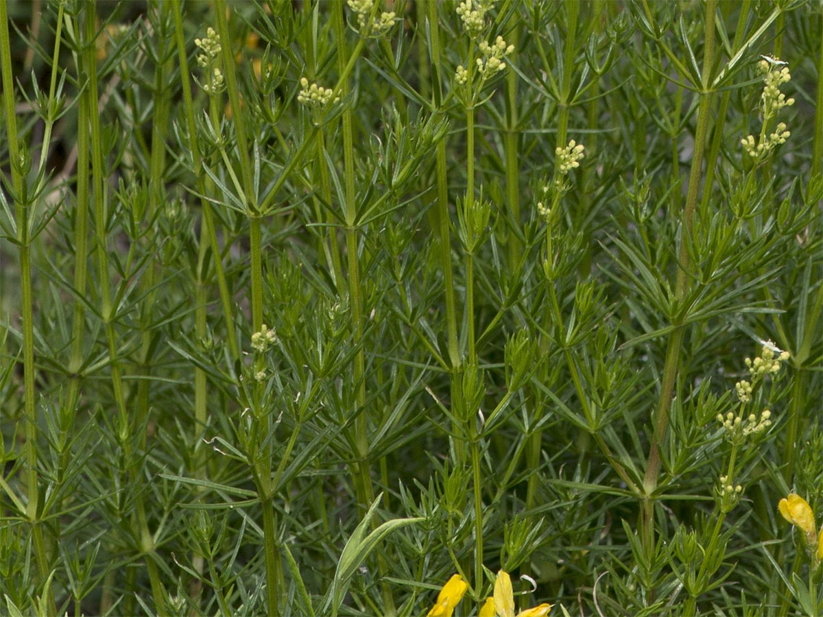 Galium lucidum